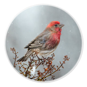 House Finch in Snow - Original Photograph Ceramic Knob