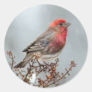House Finch in Snow - Original Photograph Classic Round Sticker