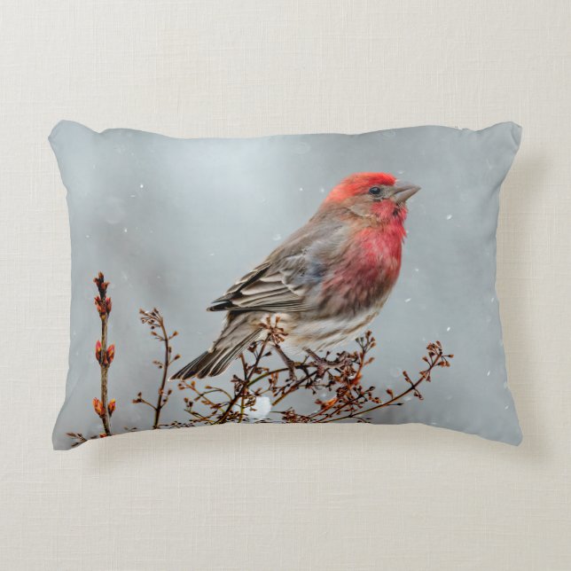 House Finch in Snow - Original Photograph Decorative Cushion (Front)