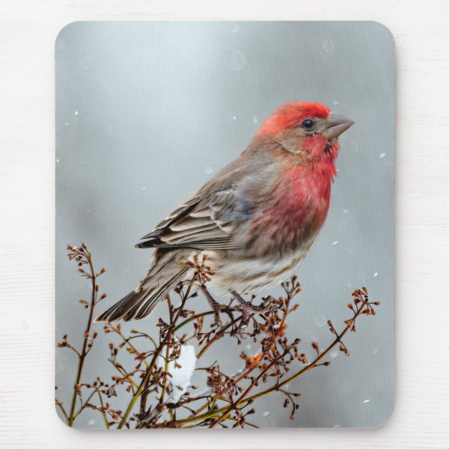 House Finch in Snow - Original Photograph Mouse Mat (Front)