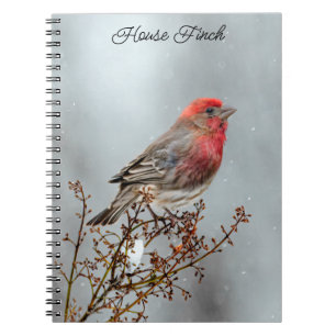 House Finch in Snow - Original Photograph Notebook