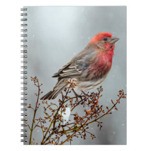 House Finch in Snow - Original Photograph Notebook