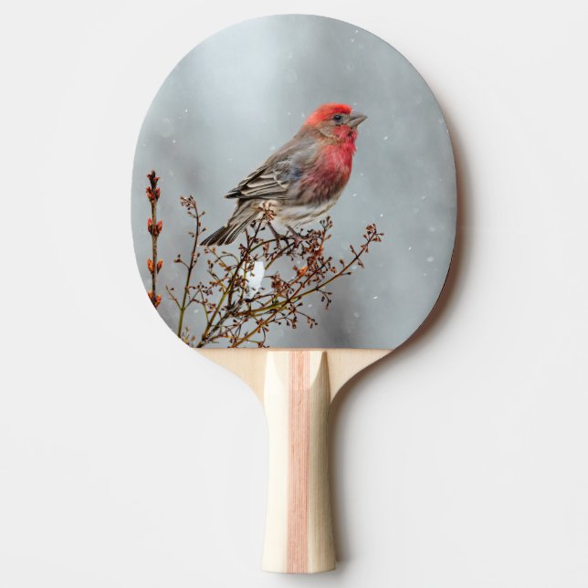 House Finch in Snow - Original Photograph Ping Pong Paddle (Front)