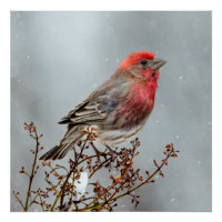 House Finch in Snow - Original Photograph