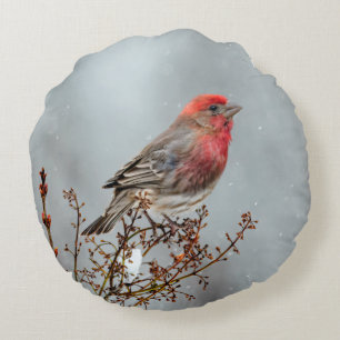 House Finch in Snow - Original Photograph Round Cushion