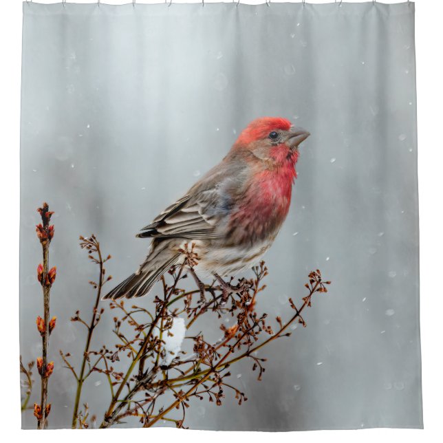 House Finch in Snow - Original Photograph Shower Curtain (Front)