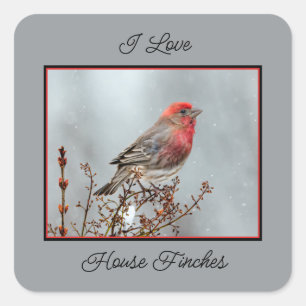 House Finch in Snow - Original Photograph Square Sticker