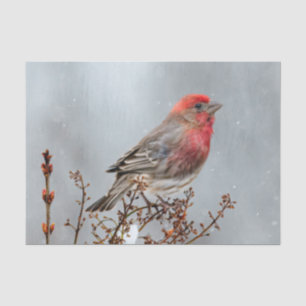 House Finch in Snow - Original Photograph Tissue Paper