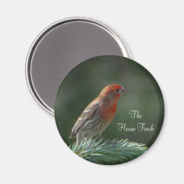 House Finch Magnet (Front/Back)