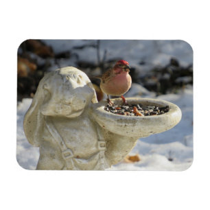 House Finch on Rabbit Bird Feeder Magnet