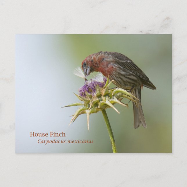 House Finch Postcard (Front)
