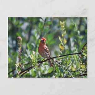 House Finch Postcard