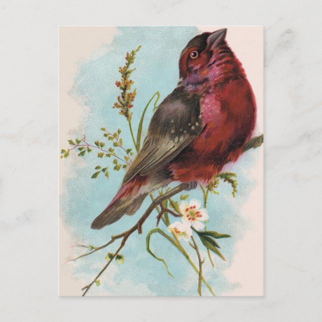house finch postcard (Front)