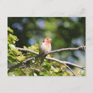 House finch postcard