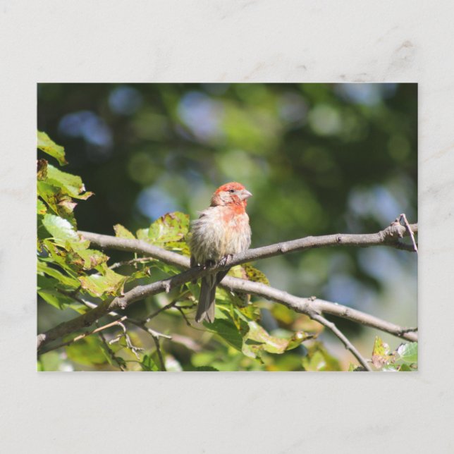 House finch postcard (Front)