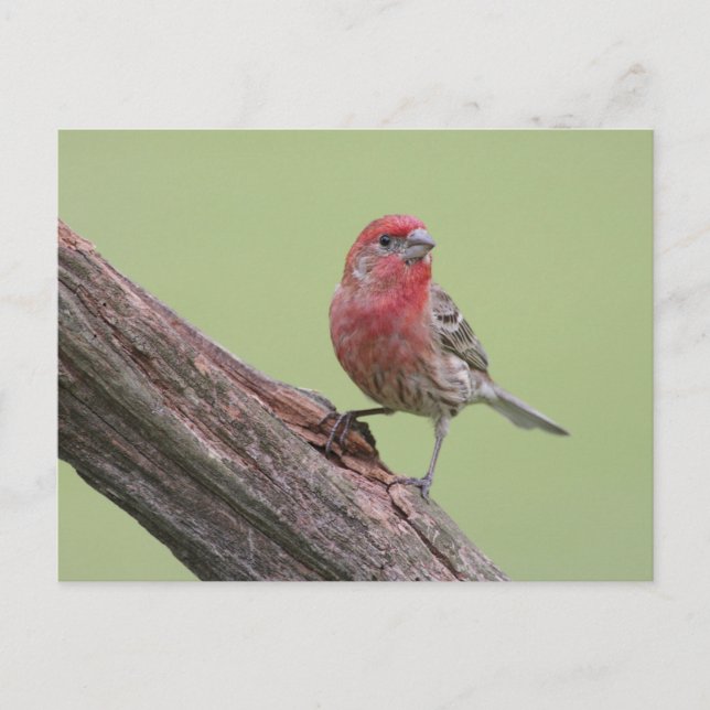House Finch Postcard (Front)