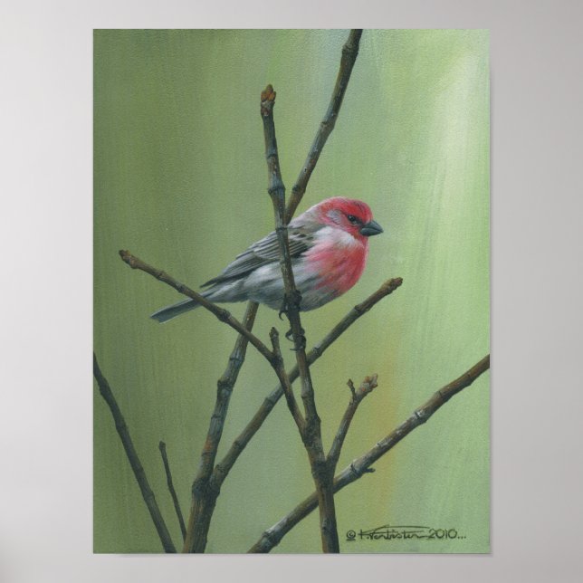House Finch Poster (Front)