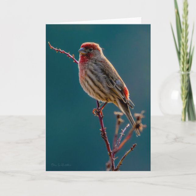 House Finch Thank You Card (Front)