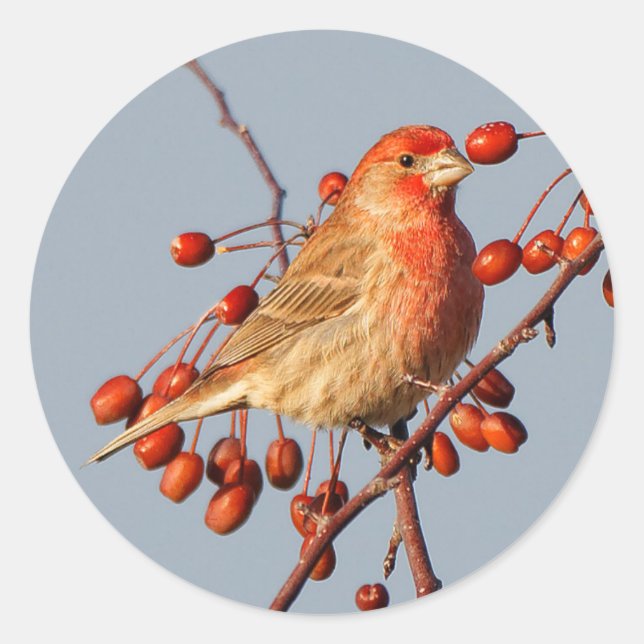 House Finch with Hawthorn Berries Classic Round Sticker (Front)