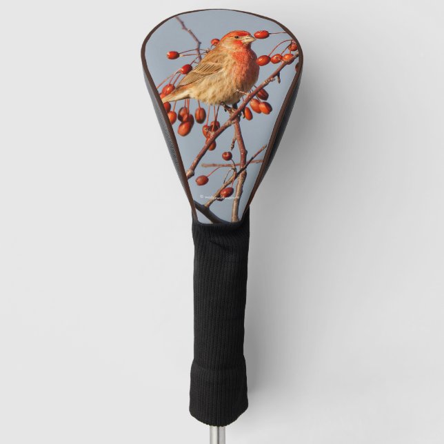 House Finch with Hawthorn Berries Golf Head Cover (Front)