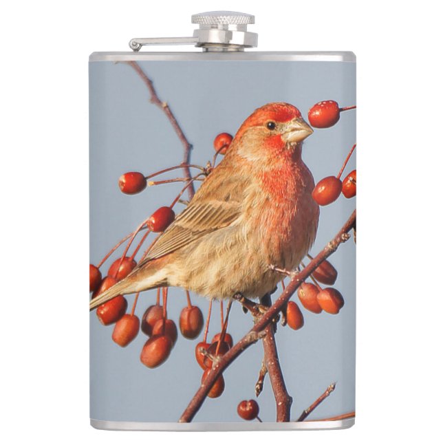 House Finch with Hawthorn Berries Hip Flask (Front)