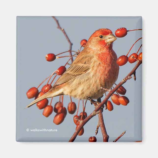 House Finch with Hawthorn Berries Magnet (Front)