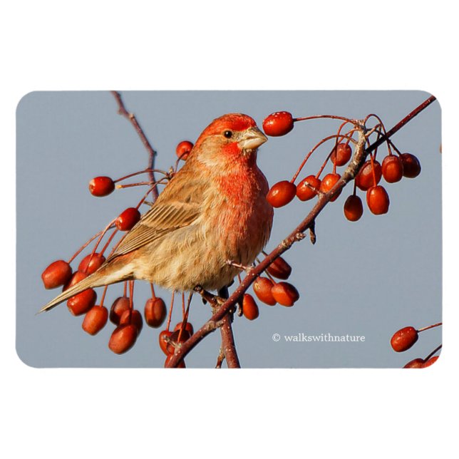 House Finch with Hawthorn Berries Magnet (Horizontal)
