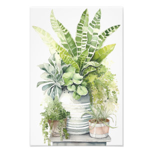 House Plants Photo Print
