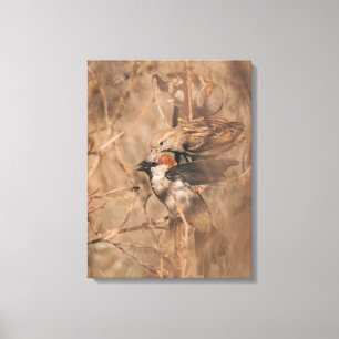 House Sparrow Birds In Spring Wildlife Photography Canvas Print