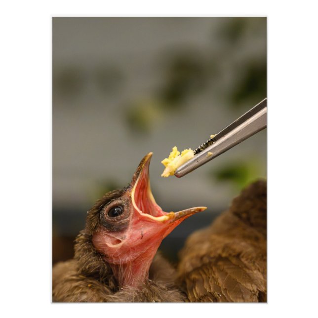 house sparrow nestling Photo Enlargement (Front)