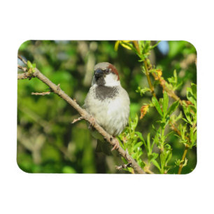 House Sparrow on Lilac Bush Magnet