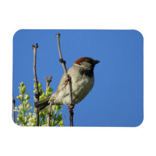 House Sparrow on Lilacs Magnet