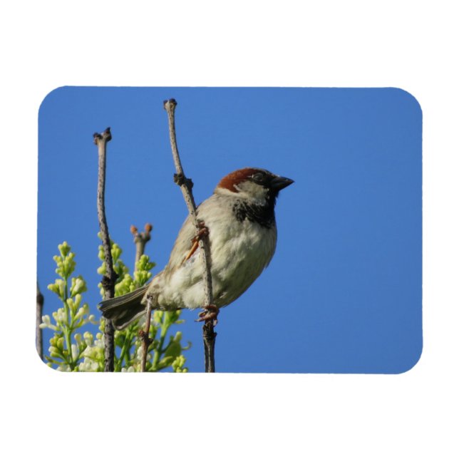 House Sparrow on Lilacs  Magnet (Horizontal)