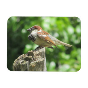House Sparrow on Tree Stump  Magnet