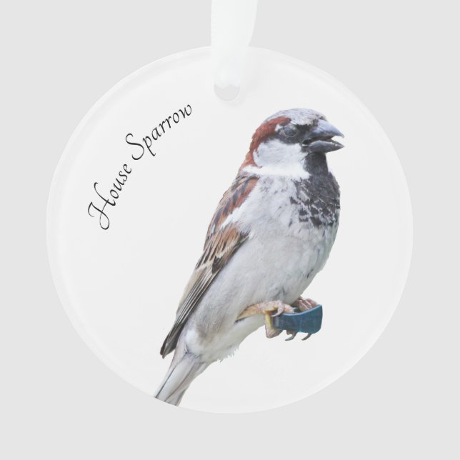 House Sparrow Ornament (Front)
