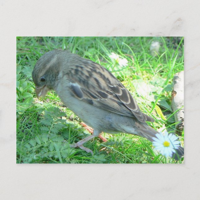 House Sparrow Postcard (Front)