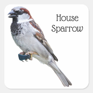 House Sparrow Square Sticker