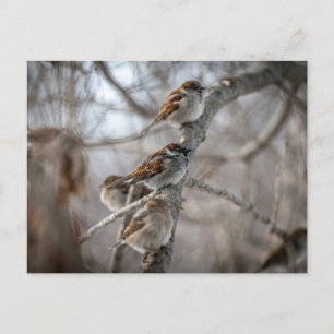 House Sparrows On Branch Postcard