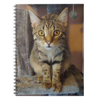House Tiger Notebook