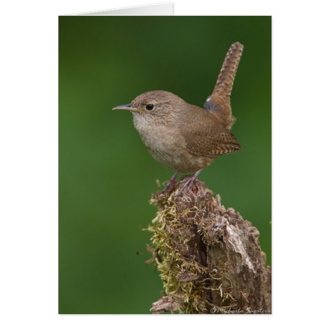 House Wren (Front)