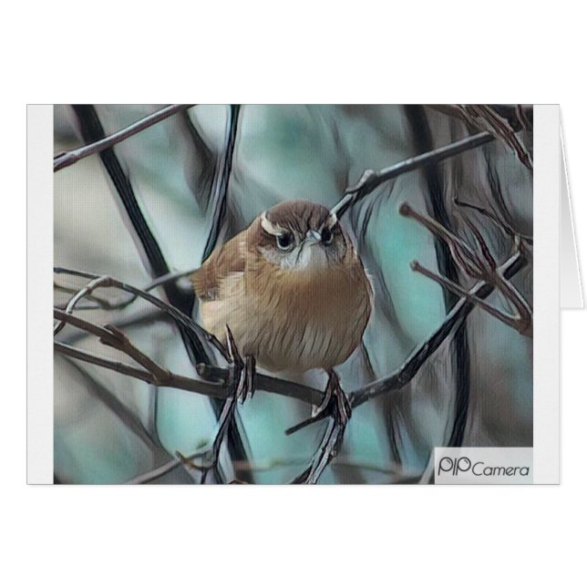 House Wren (Front Horizontal)