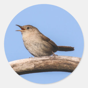 House Wren Classic Round Sticker