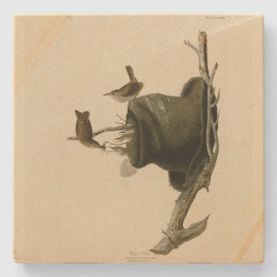 House Wren from Audubon's Birds of America Stone Coaster