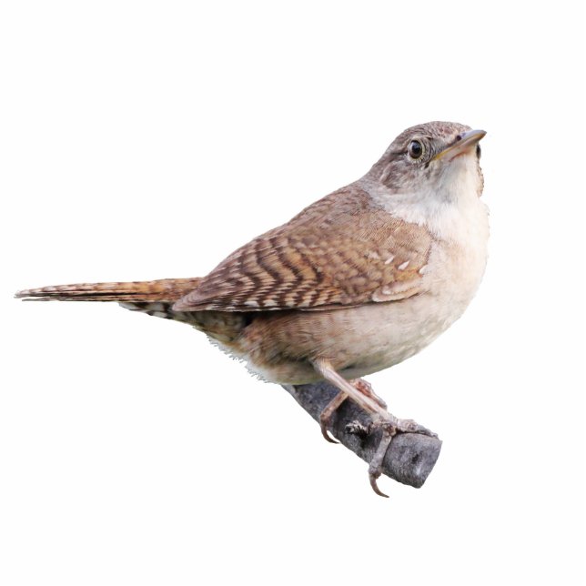 House Wren Photo Sculpture Magnet (Front)