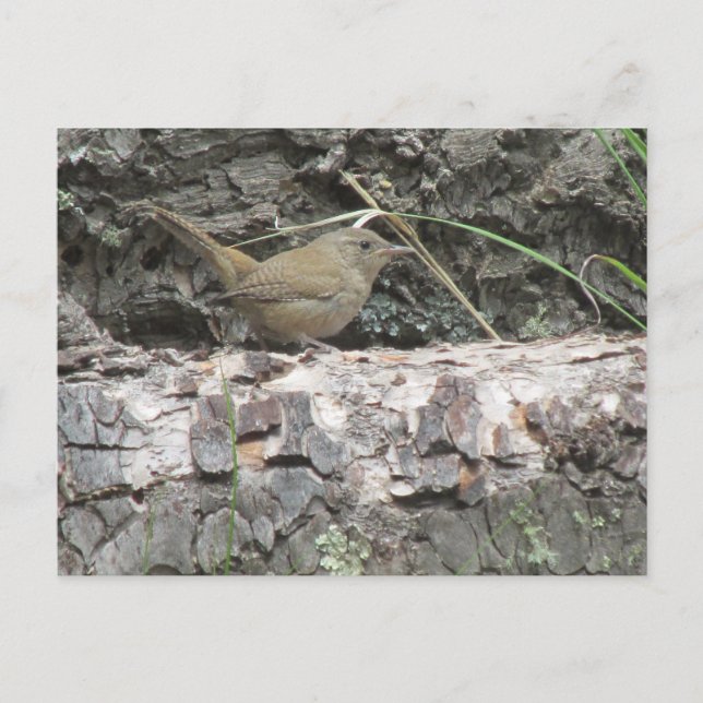 House Wren Postcard (Front)