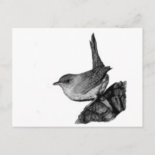 House Wren Postcard