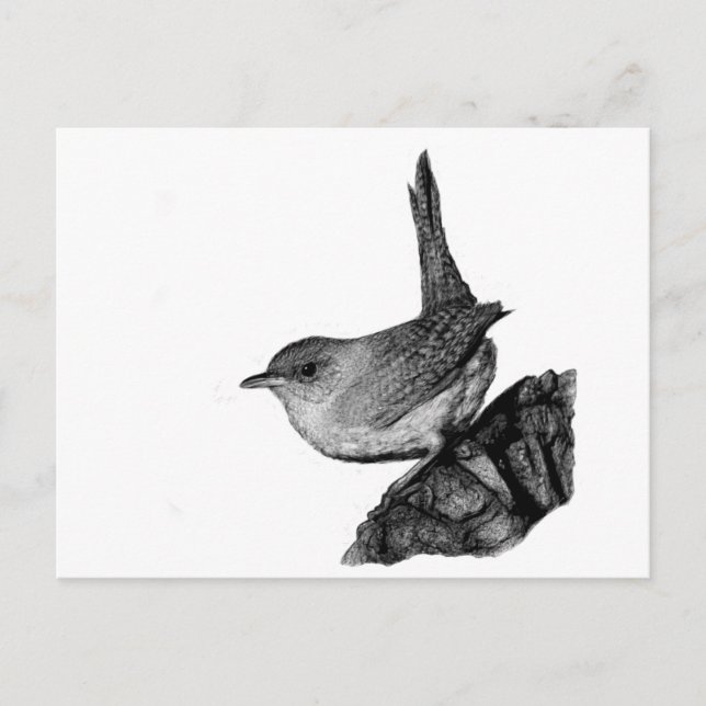 House Wren Postcard (Front)