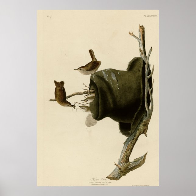 House Wren Poster (Front)
