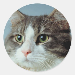 Housecat Classic Round Sticker