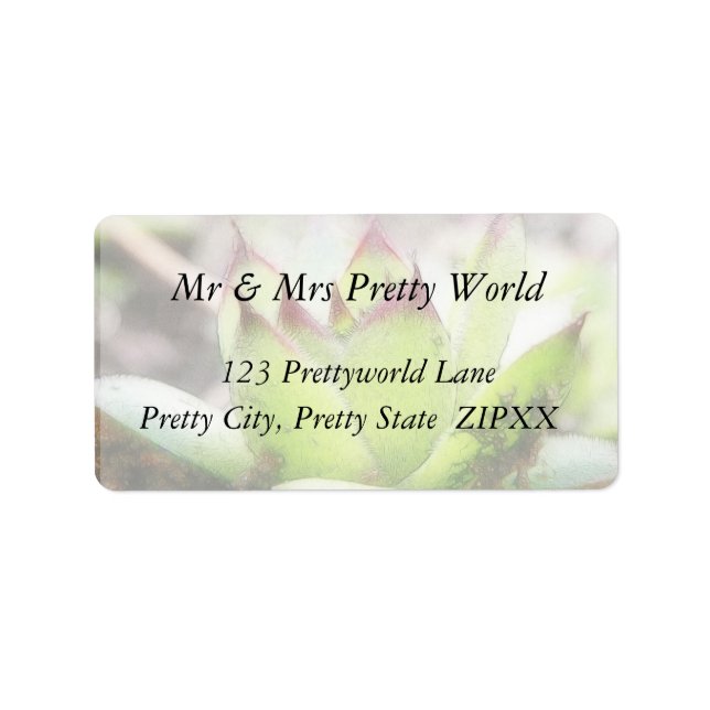 Houseleek - Sempervivum Label (Front)